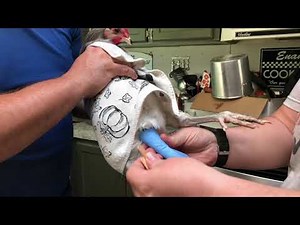 Wrapping a broken chicken leg