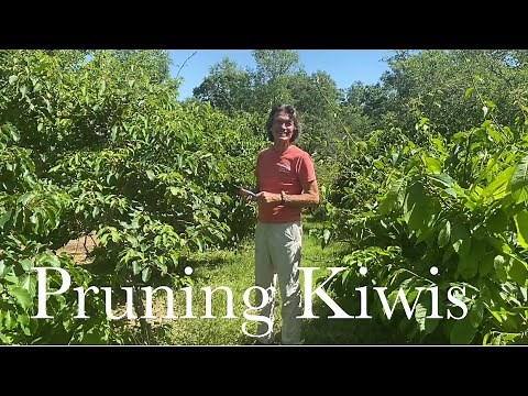 How to Prune Kiwi Vines in Summer | How to Grow Kiwi at Home with Michael McConkey