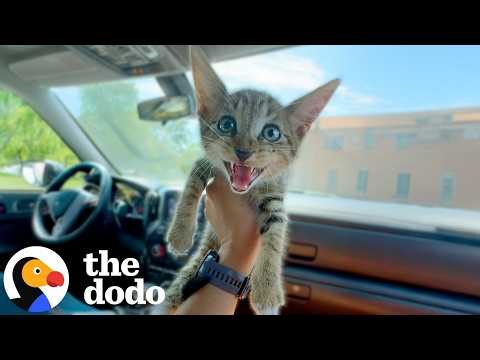 We Got A VERY Cute Update To This Viral Story | The Dodo