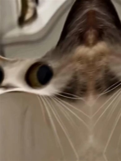 Humorous Views Problem Compilation