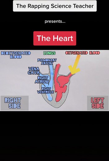 My explanation of the heart. New raps every Friday at 4pm #rappingteacher #science #gcse #exams #biology #tiktokteacher #heart #humanheart #year10 #year11 #fyp