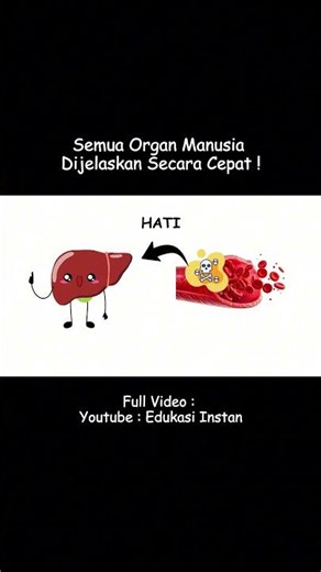 Hati Manusia Dijelaskan Secara Cepat! 🩸