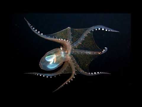 The truth about Organism 46b