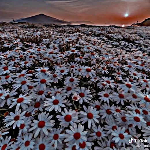 Daisy Flowers Meaning Explained