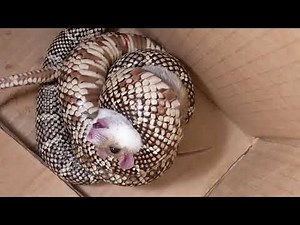 live feeding king snake eating live afs rat!!!