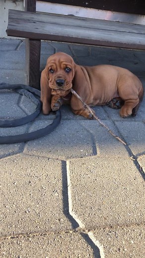 Adorable Shar Pei Basset Hound Mix Puppy Compilation