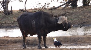 185K views · 6.5K reactions | Watch a mighty Buffalo and Fish Eagle share a waterhole in Kruger National Park, South Africa. #nature #safari #amazing #animals #wildlife | Wildest Kruger Sightings | Facebook