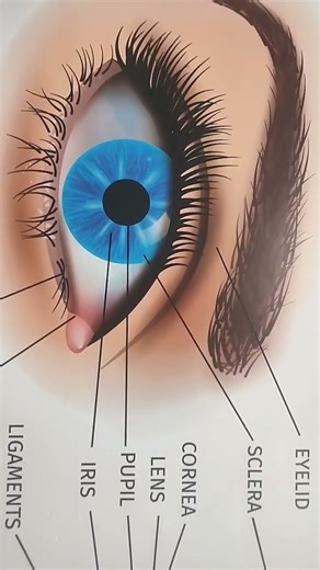 🧠 Anatomy of the Human Eye (मानव नेत्र की रचना)#HumanEye#EyeAnatomy#AnatomyNotes