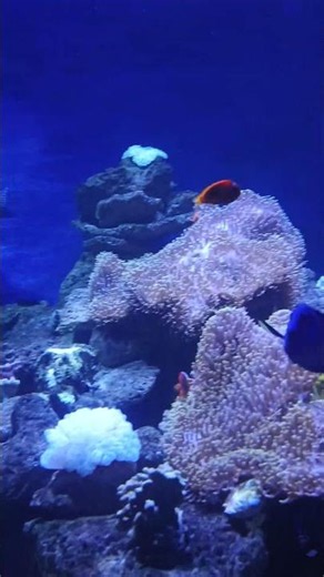 Viện hải dương học Nha Trang