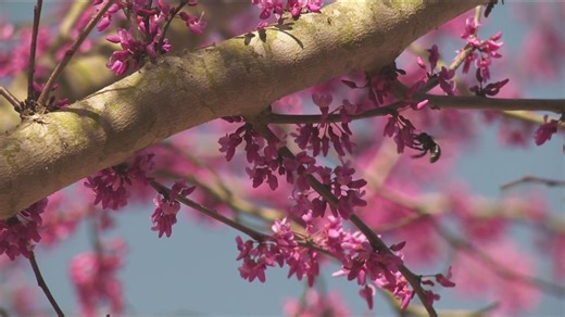 Austin celebrates 'Pollinator Week' with activities throughout the city