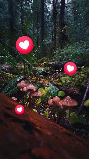 Facebook on Instagram: "Facebook creator @jhamilbader’s photography and videography is a breath of fresh air.  “Creating on Facebook has connected me with fellow artists and an audience that both inspire my creativity and shape the way I approach sharing immersive outdoors experiences through my work.” Music by: Hiraeth and Énouement"