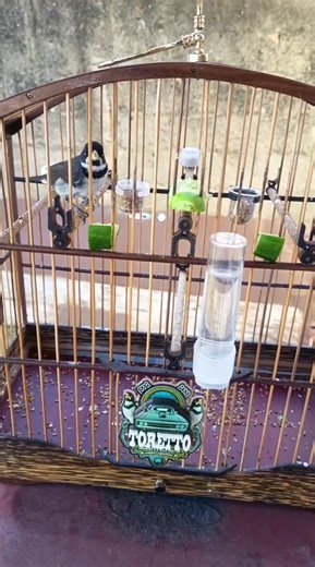 Coleiro Toretto, diferenciado é ele!