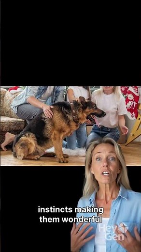 American Alsatian FEMALE: Is She the Ultimate Family Companion? (Best Temperament & Size!)