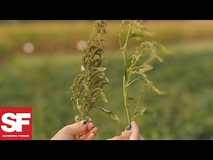 How to tell the difference between male and female waterhemp | Weeds Playbook | Successful Farming