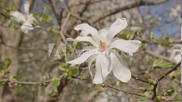 Beautiful white spring magnolia flower on a tree. Magnolia flower in bloom in spring. Spring nature. Magnolia with blooming flower. Blossom spring season. Magnolia blossom. Flower petals Stock Video