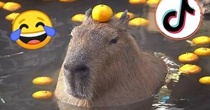 ¿Por qué los capibaras invadieron TikTok? El meme que enamoró a todos