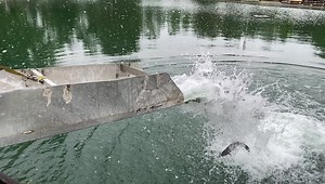 2.8K views · 96 reactions | Just moved our Farm-Raised Catfish into the two main fishing areas. They are hungry, perfect eating size and will be biting this weekend. | Spring Valley Trout Farm | Facebook