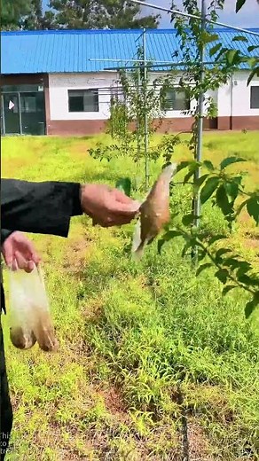The most practical branching method for fruit trees! Solved with plastic bags!