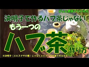 【エビスグサで作るハブ茶】１４話 種でなく葉で作るハブ茶リメイク版