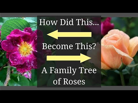 A Family Tree of Roses: Rose Varieties Chart