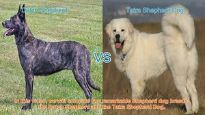 Dutch Shepherd vs. Tatra Shepherd Dog: A Comprehensive Comparison