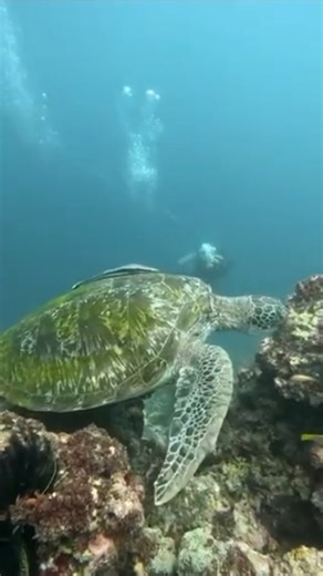 Every dive is a quest, and today the ocean revealed one of its legends. Gliding beside a giant who has crossed seas for decades, we learned that true adventure isn’t rushed—strength lies in patience, resilience, and trusting the journey no matter how vast the waters. The turtle moves with calm certainty, teaching that endurance outlasts speed and the greatest journeys are made by those who keep going, steady and unafraid. Have a good week ahead! EZ Divers Cordova Diving Made EZ familyfundives #t