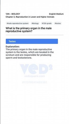 Male Reproductive System Primary Organ 12th Biology