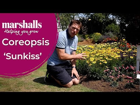 Coreopsis ‘Sunkiss’ 🌼 Bright Summer Colour – Currently Out of Stock | Marshalls Garden