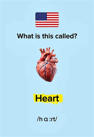 Human Anatomy - Body Parts in American English #learnenglish #englishvocabulary #englishforbeginners #medicaltiktok #EduTok