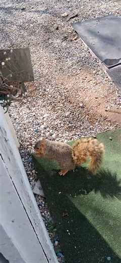 How to feed a squirrel pt. 138 We like peas and carrots