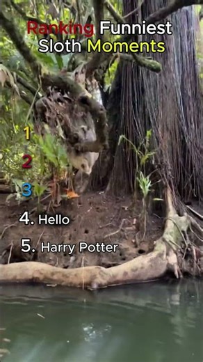 🦥 Ranking Cutest Sloth Moments