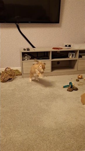 Bunny Binky Happy Jump! #bunny #rabbit #freeroamrabbit #shorts #shortsvideo #shortsfeed
