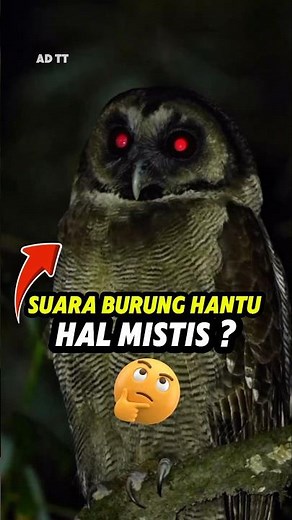 Kalau Dengar Suara Burung Hantu Malam Hari… Jangan Panik! #lifehacks