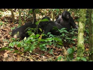 Male bonobos track females' reproductive cycle to maximize mating success