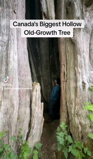 Perhaps the largest, fully living hollow tree in Canada - an old-growth western redcedar on Vancouver Island! The Endangered Ecosystems Alliance's Ken Wu and photographer/ videographer Marine Coursac @marinecoursac take a look inside! Old-growth forests include all sorts of complex structures such as hollow trees that are vitally important for a diversity of wildlife. The BC government must move more decisively to ensure their protection, by providing still needed funding for First Nations to un