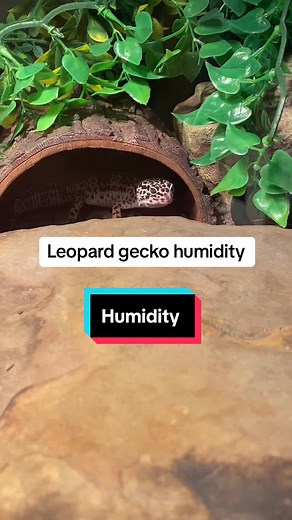 Maintaining Leopard Gecko Humidity Levels: A Comprehensive Guide