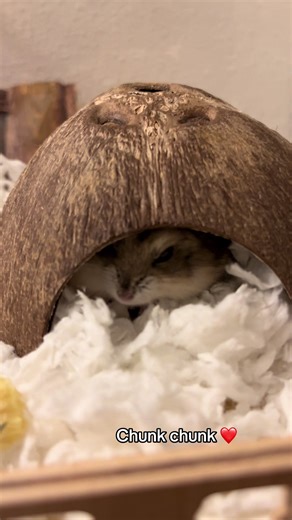 Chunk chunk my biggest fattest chunkiest cutiest hamster 🥺💗💗💗❤️❤️#cute #socute #hamster #trend #fyp