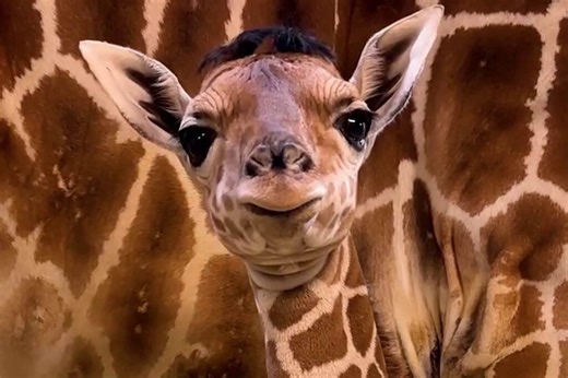 Newborn giraffe already 5ft 8in tall is charming zoo visitors with unique hairstyle