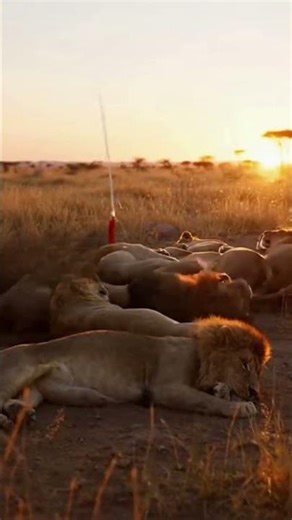 “This warthog is impossible 😭”#funny #warthog #funny#lion#funnyanimals #Monkeymad