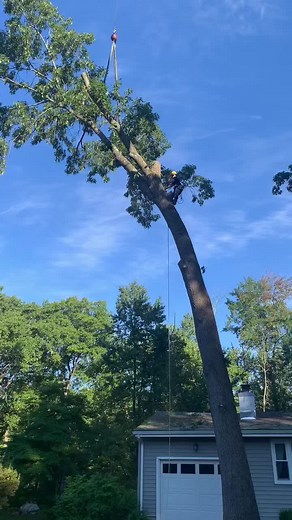 Osorio tree service llc on TikTok