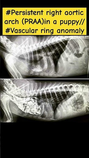 #Persistent right aortic arch:radiograph/ #PRAA in a dog//#vascular ring anomaly//regurgitation