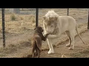 Cutest Lion and Dog Duo You'll See Today! 💖 | FUNNY Pet Shorts
