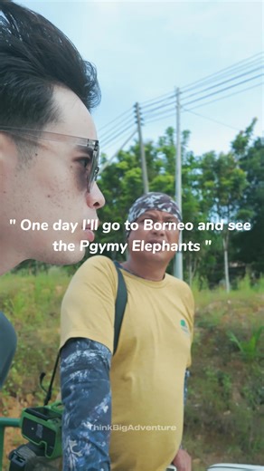 Meet the Bornean pygmy elephant, the world’s smallest elephant, standing at under 2.5 meters tall. 🐘 In Sabah, these gentle giants roam freely through the lush landscapes of Kinabatangan River, Danum Valley, Tabin Wildlife Reserve, Deramakot Forest Reserve and Maliau Basin…offering rare and unforgettable encounters in the wild. Discover Borneo's Wild Side with Think Big Adventure! 📞: 60 16 826 4262 📧: operation.thinkbigsabah@gmail.com 🌐: www.thinkbigadventure.com #borneopygmyelephant #borneo