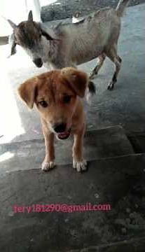 ANEH ANJING DAN KAMBING KOK BISA YAA.