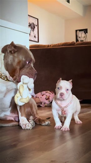 Cute Puppy Name Ideas for Our New Family Member