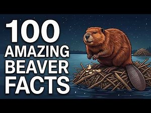 Relaxing Beaver Facts So Fascinating You'll Fall Asleep To Them