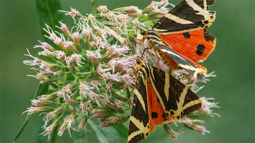 Hidden camera reveals butterflies resting and feeding on flowers