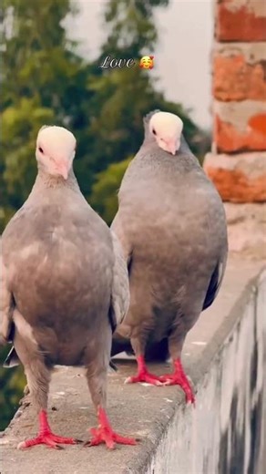 beautiful mukhi pair #pigeon
