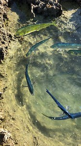 3.8M views · 27K reactions | Natural saltwater pond keeps these delicious fish fresh #fishing | Ryan Morie Outdoors | Facebook