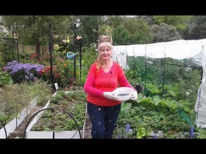 Гортензия ,пересадка в августе.Размножение отводками и черенками.